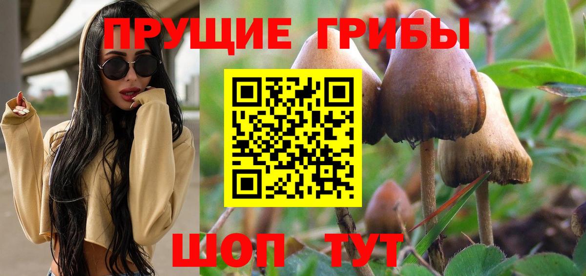 Кудрово  Галлюциногенные грибы Psilocybe  Вход с VPN 